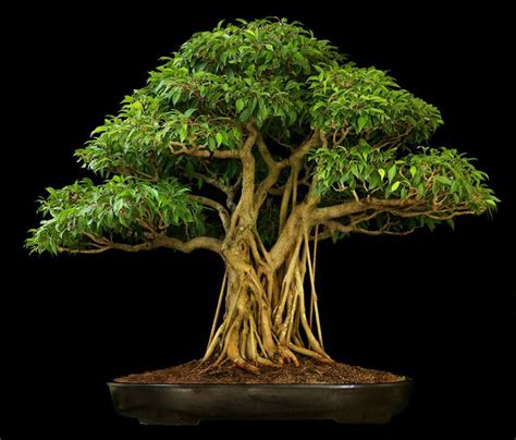 Pin de DAO DHARMA en BONSAI | Ficus bonsai, Tipos de árboles bonsai ...