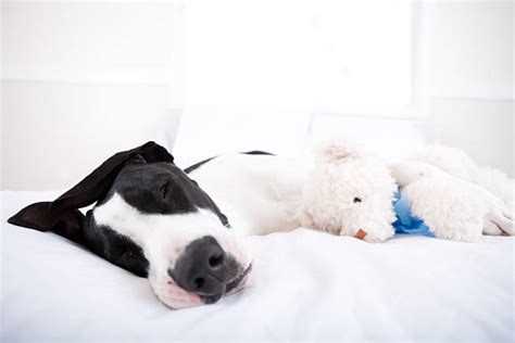 30+ Dog Great Dane Sleeping In Bed Stock Photos, Pictures & Royalty ...