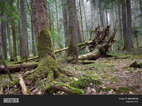 Spring Forest Sunrise Image & Photo (Free Trial) | Bigstock