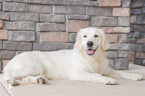 Available English Cream Golden Retriever Puppies for Sale