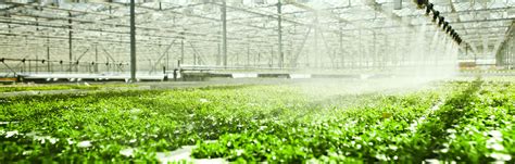 Greenhouse Films Tailor-Made For Maximum Yields Per Acre · Tosaf