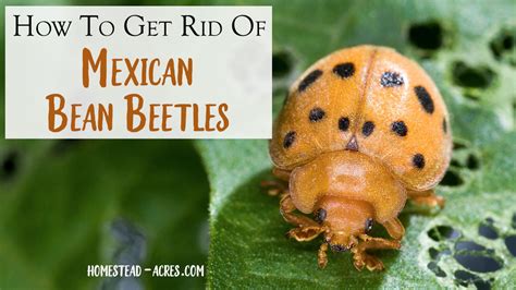 Mexican Bean Beetle Control Naturally For Home Gardens - Homestead Acres