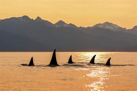 Orca Whale Orcinus Orca Pod In Lynn Photograph by John Hyde - Fine Art ...