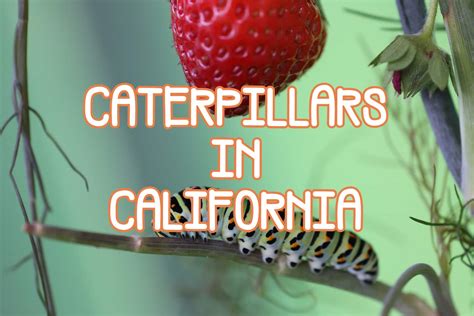 42 Caterpillars in California (Pictures and Identification)