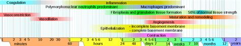 Difference Between Epithelialization and Granulation | Compare the Difference Between Similar Terms