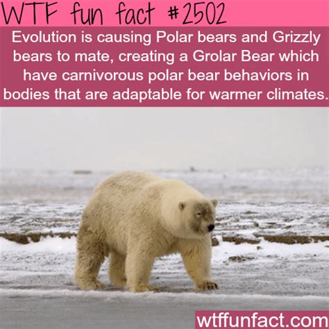 polar bears and grizzly bears grolar bear