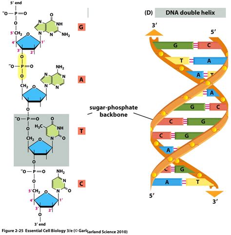 dna 基因 双螺旋结构的问题_百度知道