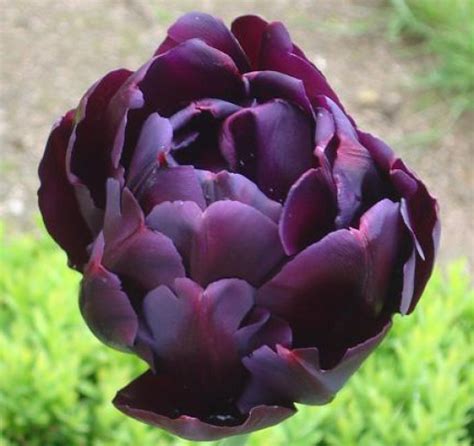 The Romance of the Black Tulip