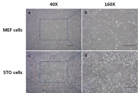 Morphology of mitotically-inactivated cell used for feeder cell layer.... | Download Scientific ...