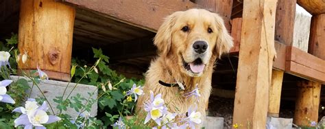 golden-retriever-rescue-home-page4 - Golden Retriever Rescue