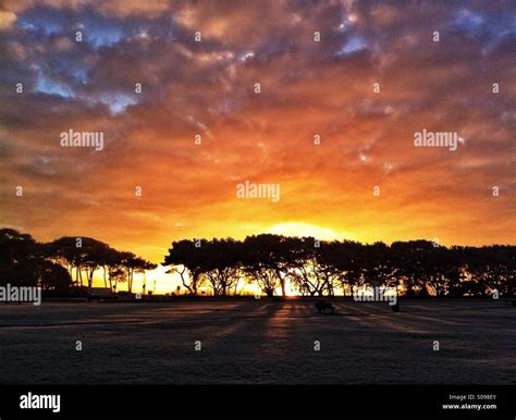 Tree silhouette sunrise Stock Photo - Alamy