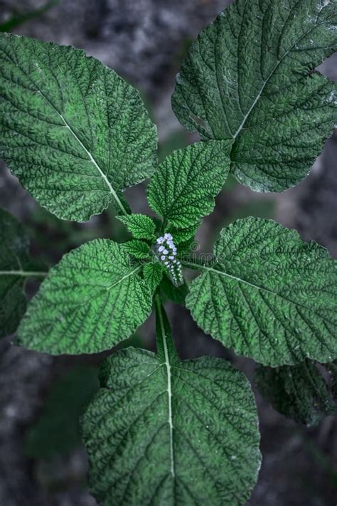 Heliotropium Indicum Or Indian Heliotrope Flower. Stock Photo - Image ...