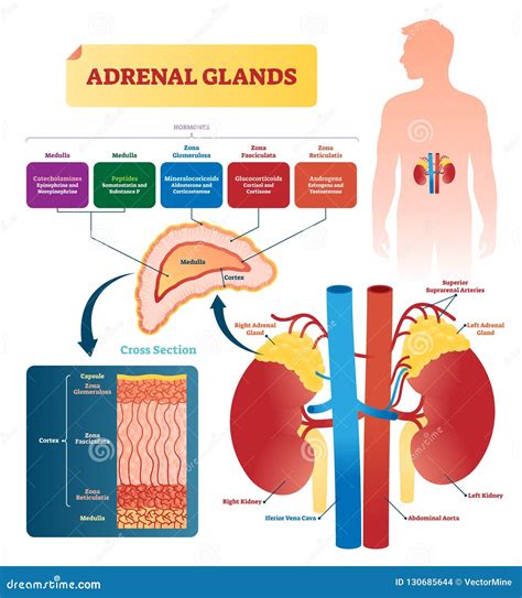 Adrenal Gland: Function, Hormones, And Disorders, 50% OFF