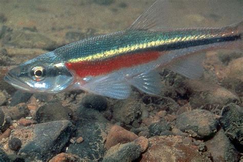 Guidance for development activities in Redside Dace protected habitat ...