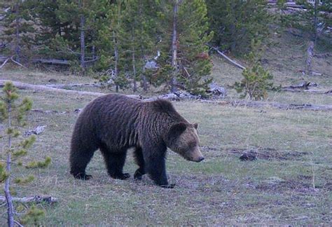 Yosemite National Park designates wildlife protection zones throughout park | Williams-Grand ...