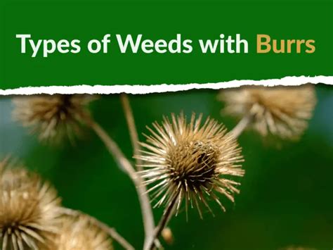 The [Top] 8 Types of Weeds with Burrs to Get Rid of in 2023