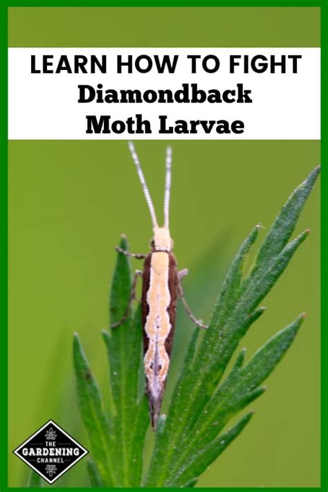 How to Fight Diamondback Moth Larvae - Gardening Channel