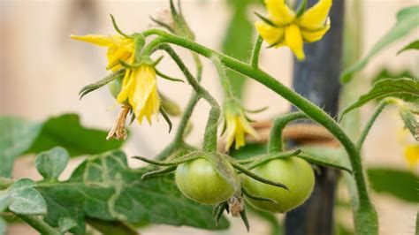 Tomato tapping: how to get a bigger, healthier crop | Homes & Gardens