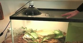 Your Fail Proof Bearded Dragon Lighting Guide for a Dream Habitat