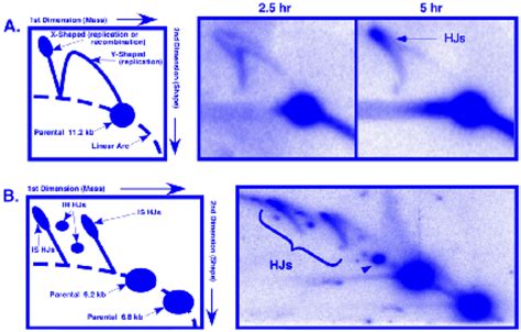 2D gel electrophoresis of DNA recombination intermediates at mbs1. (A ...