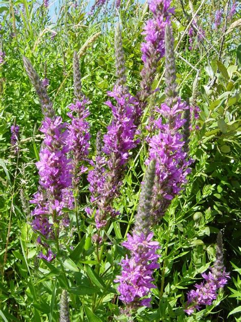 Purple Loosestrife – July 2018 Weed of the Month – Noxious Weeds Blog