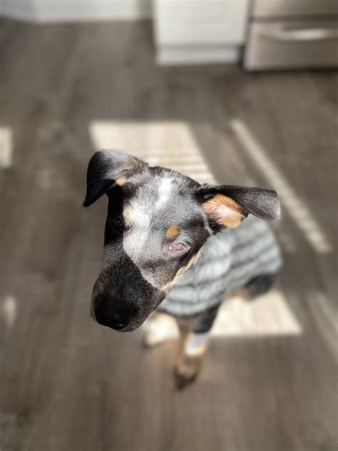 Australian Stumpy Tail Cattle Dog Puppies For Sale | New York, NY #339805