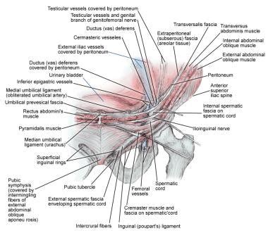 Region Anatomy - Anatomy Book