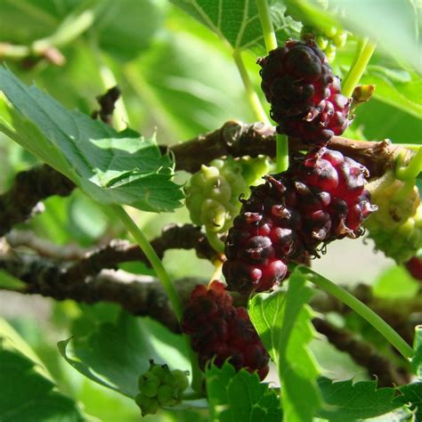 Supply Mulberry Leaf Extract Wholesale Factory - Hangzhou Muhua Bio-Tech Co., Ltd