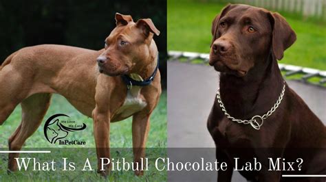 Pitbull Chocolate Lab Mix: All You Need To Know (+Photos)