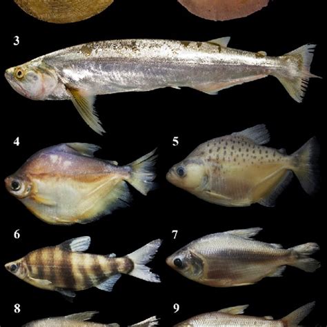 Fish species collected on the beaches of Acre river, Acre, Brazil. 58 ...