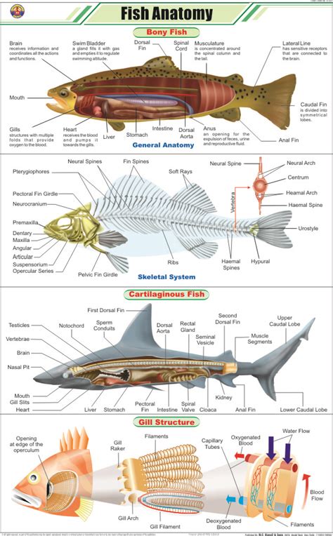 FISH ANATOMY - Hospital Equipment Manufacturing Company