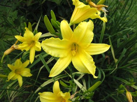 Yellow Daylily Varieties | Leave a Reply Cancel reply | MAROUSSIA | Pinterest | Shade garden ...