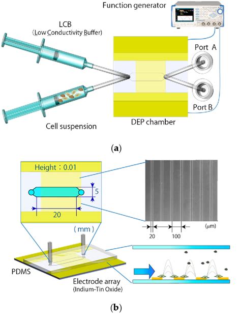 Figure 2 from Continuous ES/Feeder Cell-Sorting Device Using Dielectrophoresis and Controlled ...