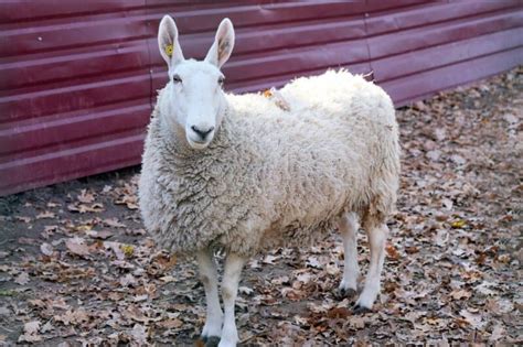 Border Leicester Sheep: Is This Dual-Purpose Breed Right For You?