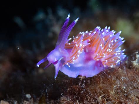 55 of the Most Colorful Sea Slugs in the World | Color Meanings