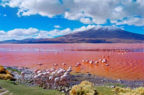 Flamingos in Laguna Colorada, Bolivien Stockbild - Bild von berg, bolivien: 67061149