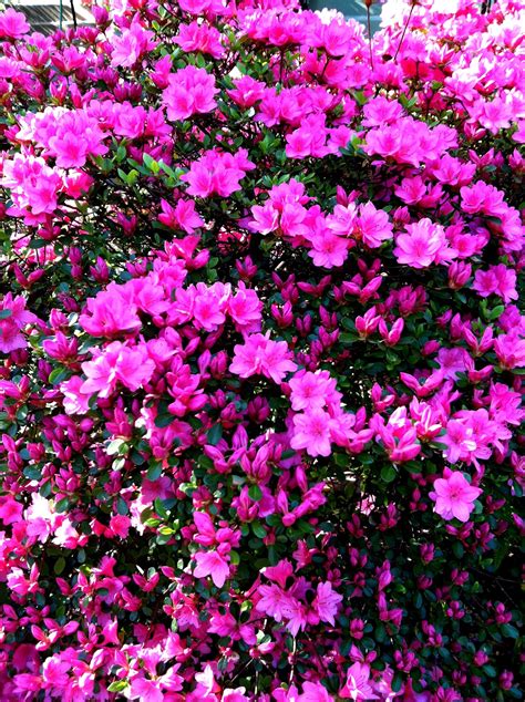 Azaleas... I think these are those amazing bright pink bushes I'm ...