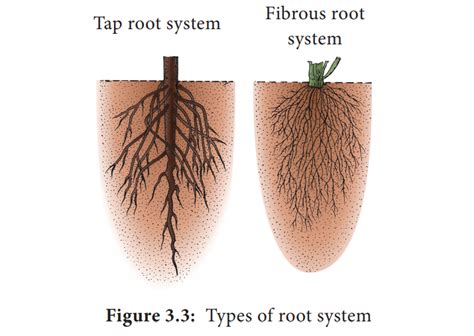 Types of root