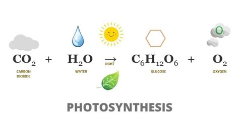 What is Photosynthesis Short Answer - CBSE Class Notes Online ...