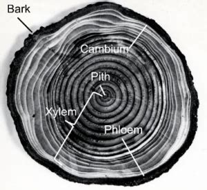 Dendrochronology - Sustainability Methods