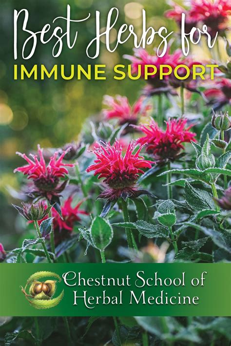 Herbs for Immune System Support - Chestnut School of Herbal Medicine | Herbal medicine, Immune ...