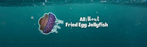 The Fried Egg Jellyfish: Nature's Unusual Masterpiece