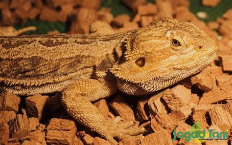 Memelihara Bearded Dragon Kadal Gurun Australia - Jagad Tani - Petaninya Milenial