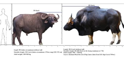 Gaur, Indian Bison | Buffalo animal, Animals wild, Prehistoric animals