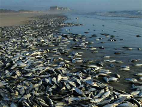 Thousands of dead fish wash ashore in S.C. - Photo 1 - Pictures - CBS News