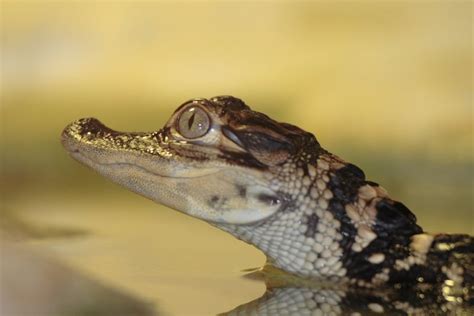 #babyalligators #alligators #reptiles | Cute baby animals, Baby alligator, Animals