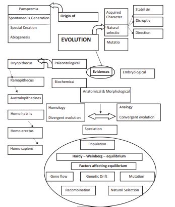 Evolution Concept Map Answers Biology Corner - United States Map