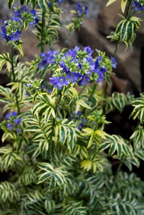 Jacob's Ladder Plant Sun or Shade - Back Gardener