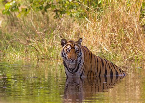 Visit Bandhavgarh National Park, India | Audley Travel