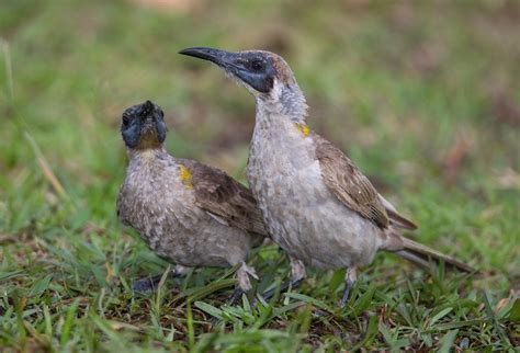 Little Friarbird (Philemon citreogularis) (immature siblings) | Philemon, Charles darwin ...